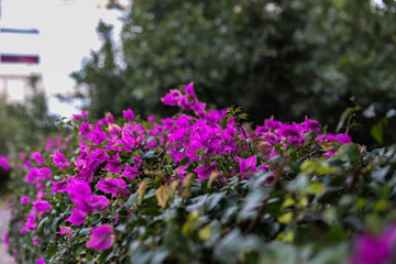 Obraz premium flowers in the garden