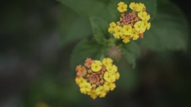Peque&ntilde;a Flor Amarilla en la isla Griega de Hydra