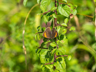 Female brown hairstreak butterfly (Thecla betulae)