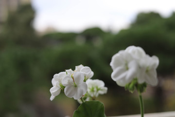 white flowers in garden