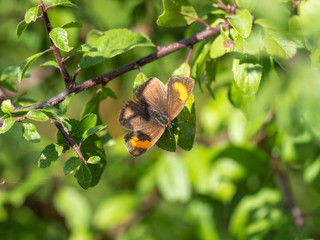 Female brown hairstreak butterfly (Thecla betulae)