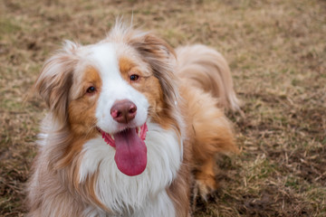 Closeup of Australian Sheepdog
