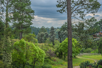 Fototapeta premium trees in the forest