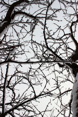 Snow covered twigs and sky
