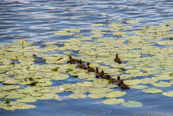 Duck on the shore of the Damansky  island of Yaroslavl