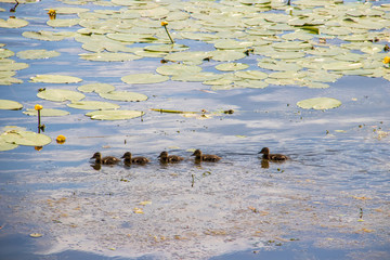 Duck on the shore of the Damansky  island of Yaroslavl