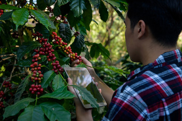 Young man researcher researching Arabica coffee beans On coffee trees grown on high ground in Chiang Mai, Thailand