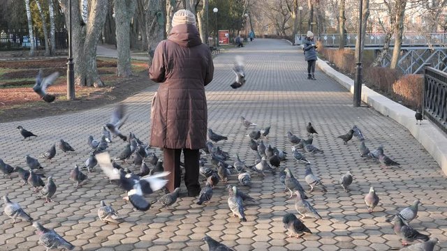 man feeds birds pigeons and tits with hands