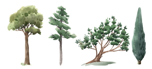 Watercolor tree forest oak fir birch, thuja linden baobab pine isolated illustrations