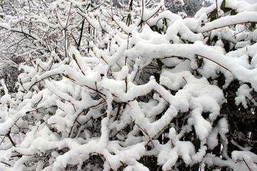 Heavy snow covered bush
