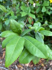 close up green plant background in the garden in Thailand