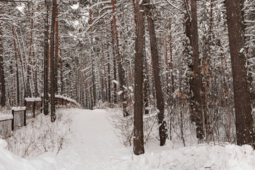 winter forest
