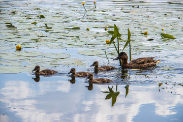 Duck on the shore of the Damansky  island of Yaroslavl