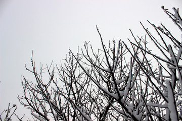 Snowy treetop and cloudy sky
