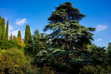 Large cedar tree Cedrus libani or Lebanese cedar on edge of huge meadow in Massandra Park in...