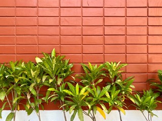 New brown brick wall with plant background in Thailand