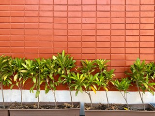 New brown brick wall with plant background in Thailand