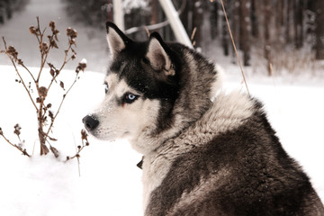 siberian husky in snow
