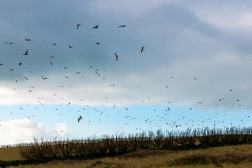 A large flock of gulls in the winter sky above a row of leafless moorland trees