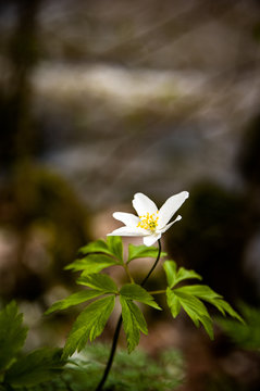 Spring time Anemone Nemorosa Vitsippa in south Finland 