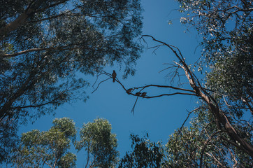 tree in the sky