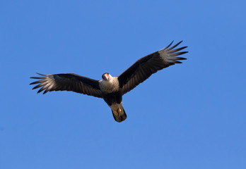 The northern crested caracara (Caracara cheriway) flying in the sky