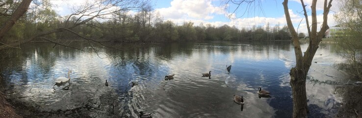 L'étang du Patisse et ses canards à Meaux France	