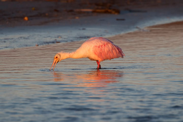 The roseate spoonbill (Platalea ajaja) feeding in tidal marsh, Galveston, Texas, USA, Galveston, Texas, USA