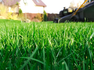 Spring season sunny lawn mowing in the garden. Lawn blur with soft light for background.