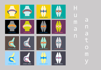 Set of Knee joint health care icon flat