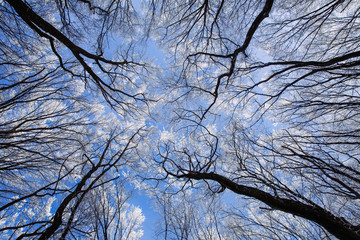 Beautiful frozen trees in winter. Hoarfrost on trees. 