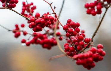 red berries of viburnum on a branch