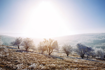 Beautiful frozen trees in winter. Hoarfrost on trees. 