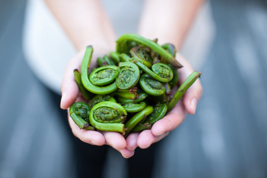 Fresh Fiddleheads