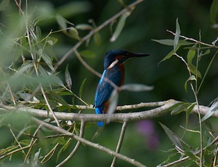 Perched Kingfisher