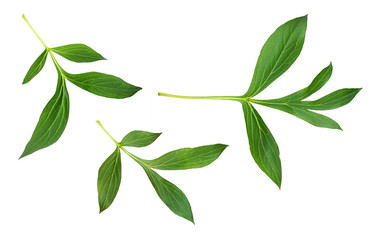 Green leaves of peony flower