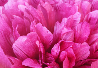 Closeup of pink peony