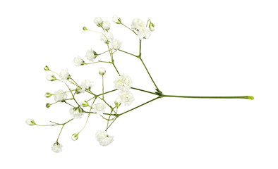 Closeup of small white gypsophila flowers - obrazy, fototapety, plakaty