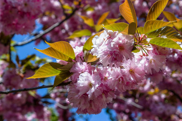 spring Sakura flowers