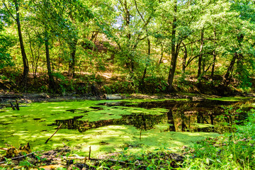 Obraz na płótnie Canvas Small pond with duckweed in the forest