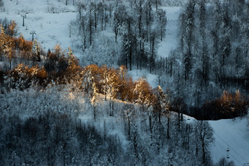 winter landscape with light and trees