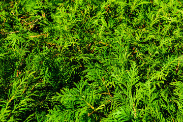 Background of the evergreen juniper bushes. Natural pattern