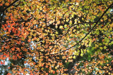 Maple leaf autumn leaves background Japan