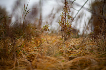 grass and sky