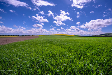 Feld mit jungen Getreidepflanzen, im satten grün