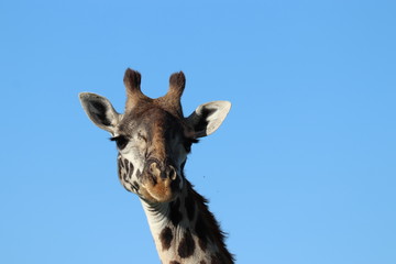 Giraffe face closeup and blue sky.
