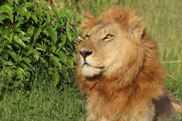 Young male lion face closeup.