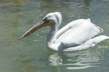 pelican has spotted something while he floats in the bay