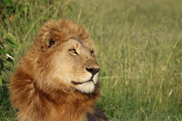Naklejka na ściany i meble Young male lion face closeup.