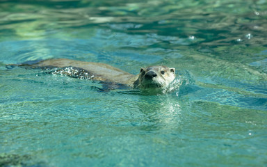 Fototapeta premium sea otter has spotted you while swimming